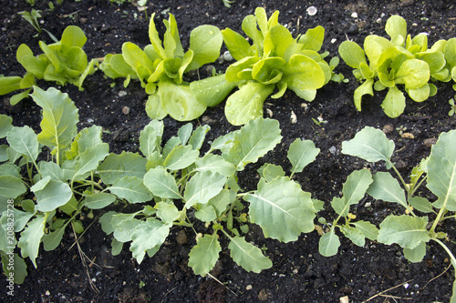 Young plants in a vegetable garden photo