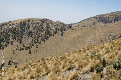 Pine tree forest on the rocky slopes of mountain during dry season
