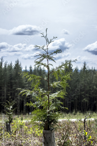 Tree Farm