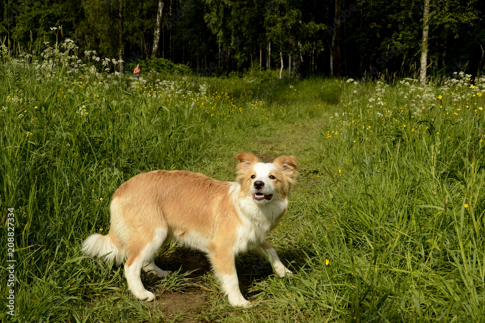 A young Border collie puppy runs across the green field with white flowers. A young Border collie puppy runs across the green field with white flowers.