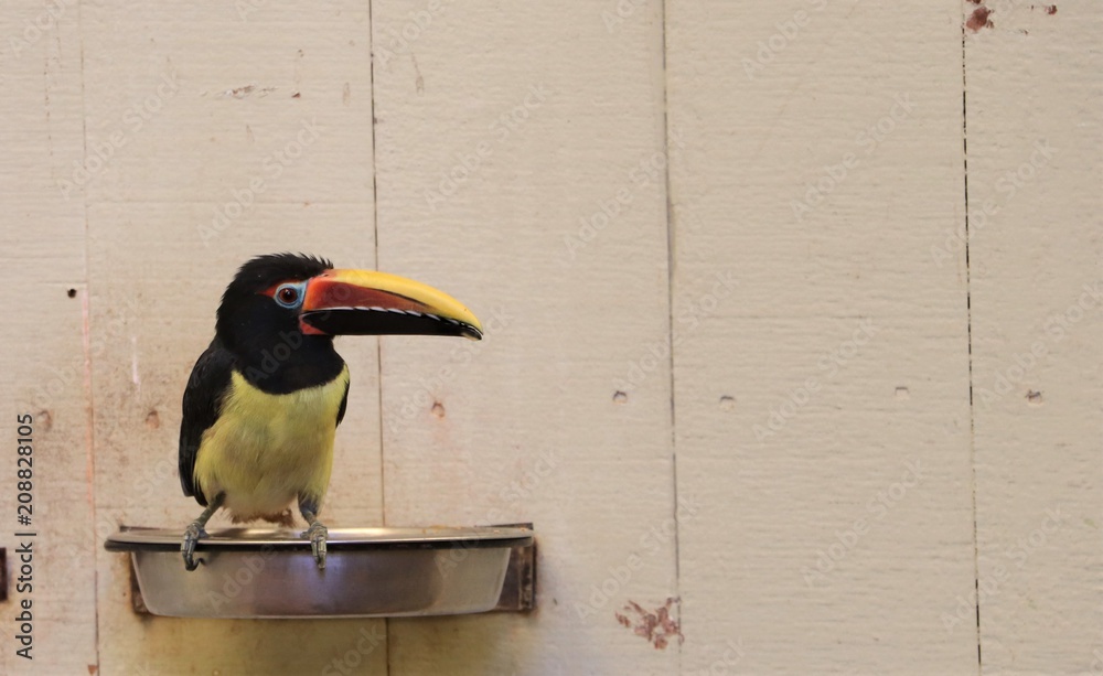 Obraz premium Bird