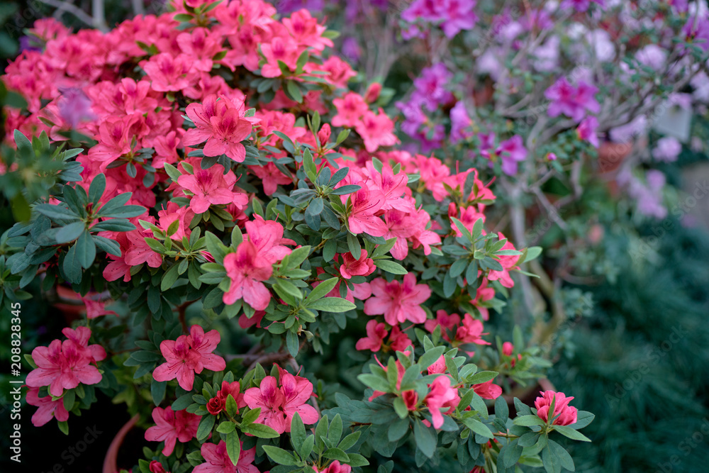 Beautiful blossom of azaleas flowers.