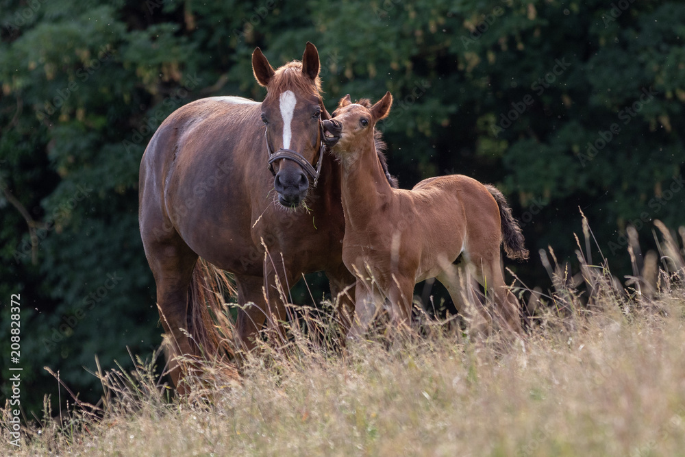 Obraz premium fohlen schmust mit mutter