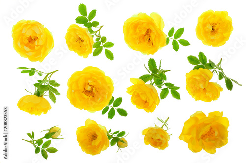 wild yellow rose blooming flower isolated on a white background. Top view. Flat lay pattern