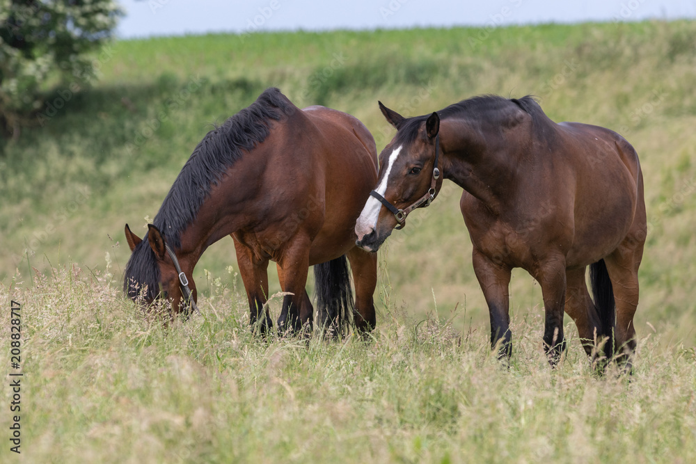 zwei Wallache freundschaftlich auf der Wiese