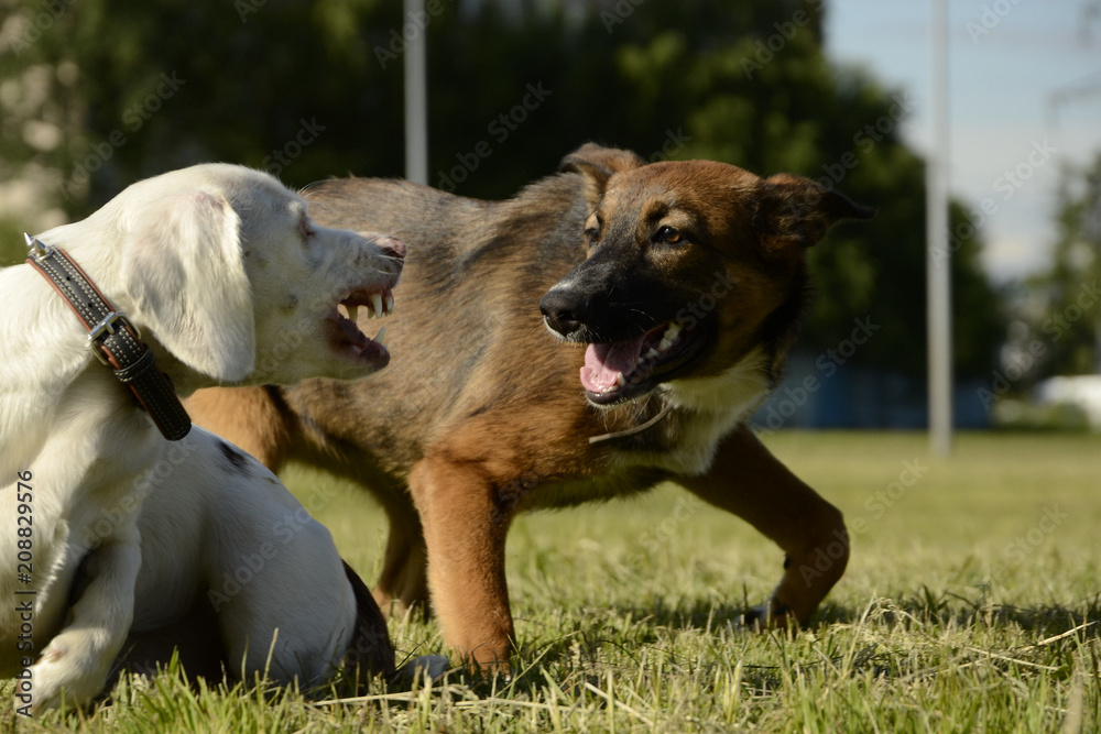 Dogs play with each other. Merry fuss puppies. Aggressive dog. Training of dogs