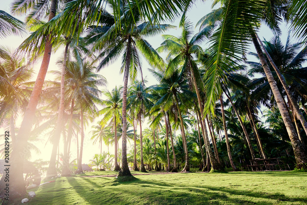 Tropical landscape. Sunny day. Beautiful green coconut palms plantation. Tropical landscape. Sunny day. Beautiful green coconut palms plantation.