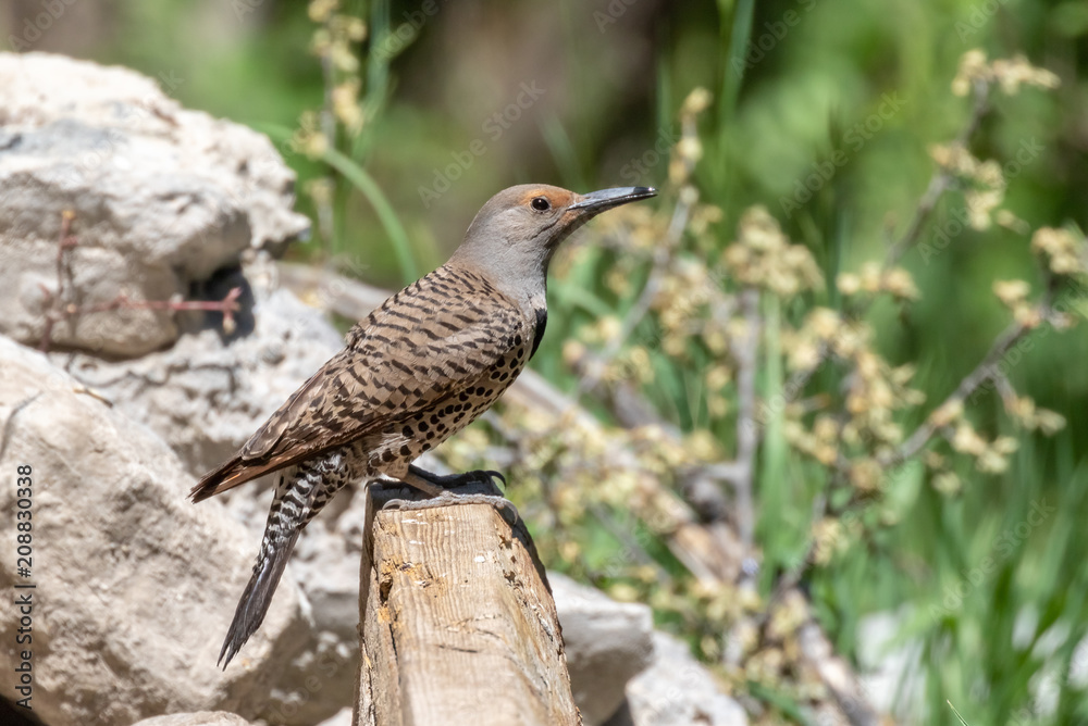 Northern flicker on rock at Capulin Spring in Sandia Mountains, New Mexico Northern flicker on rock at Capulin Spring in Sandia Mountains, New Mexico