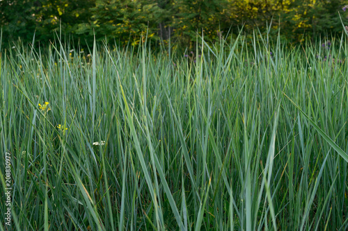 High stems of green grass in the summer morning.