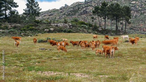 Barrosa cow as a part of a herd of barrosa cows in Northeastern Portugal, Europe photo