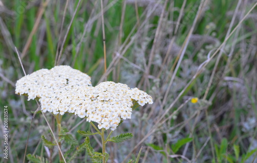 Medicinal wild herb Yarrow ( Achillea millefolilium ) photo