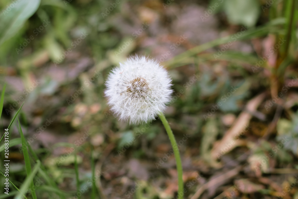 Beautiful white dandelion with seeds on grass background. Bright summer macro photo with cute single blowball Beautiful white dandelion with seeds on grass background. Bright summer macro photo with cute single blowball