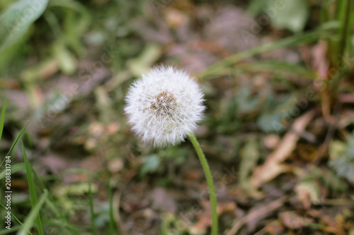 Beautiful white dandelion with seeds on grass background. Bright summer macro photo with cute single blowball