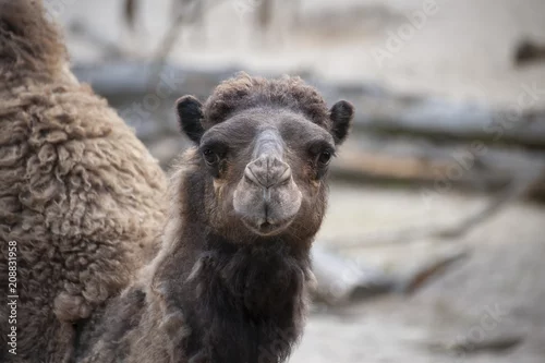 Fototapeta samoprzylepna wielbłąd patrzy w obiektyw