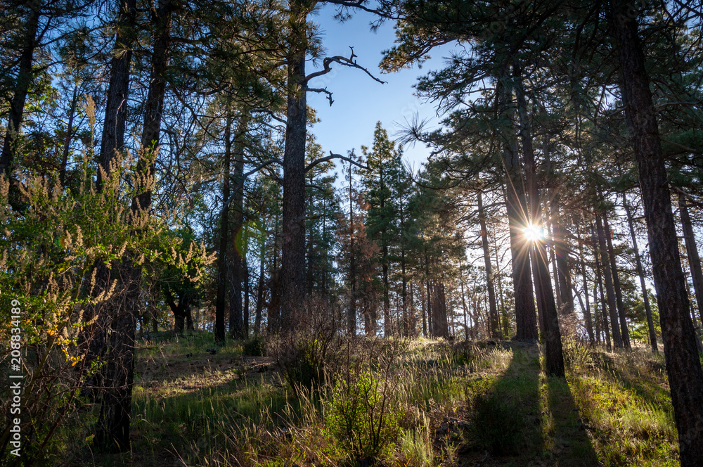 Obraz premium Laguna Mountains, California
