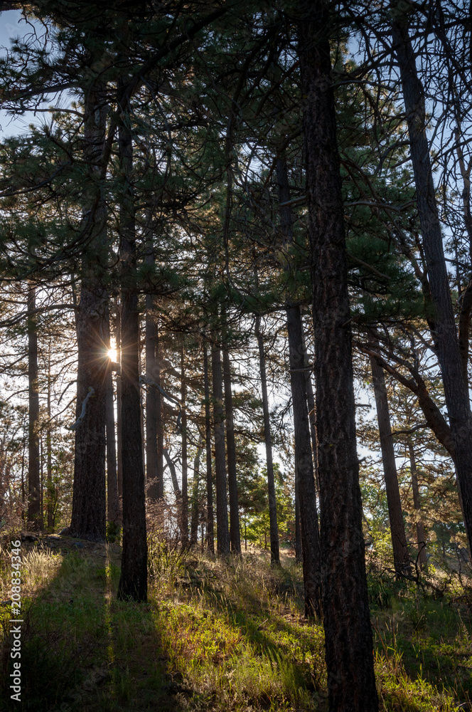 Fototapeta premium Laguna Mountains, California