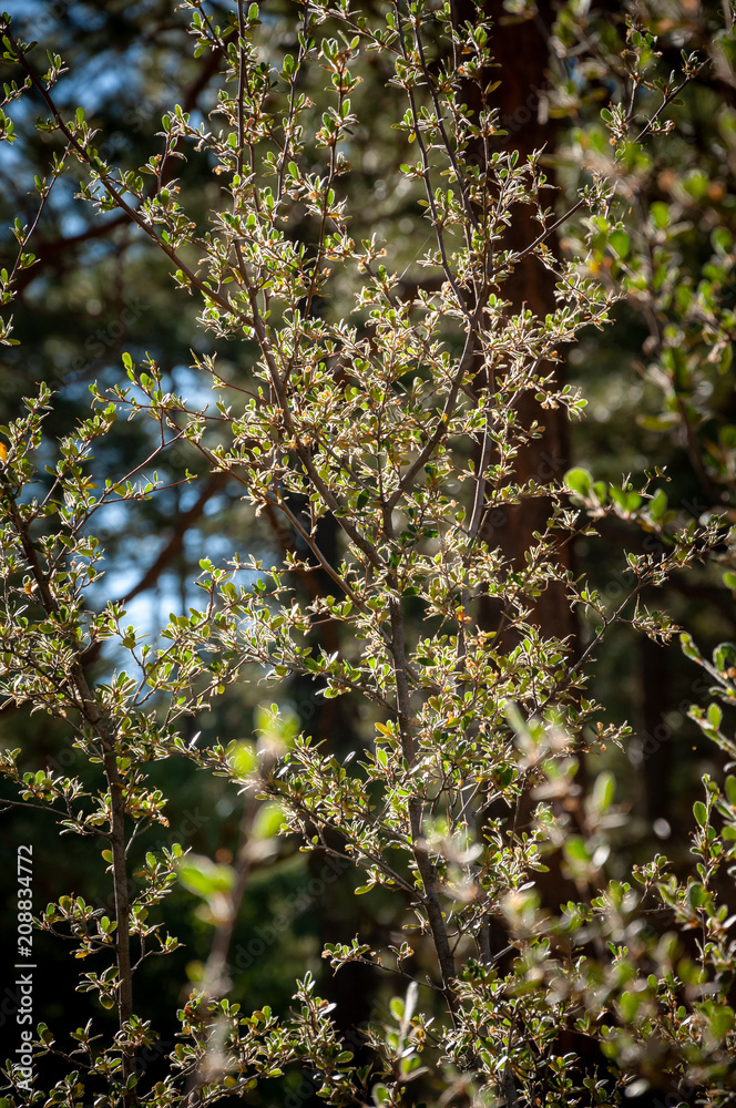 Fototapeta premium Laguna Mountains, California