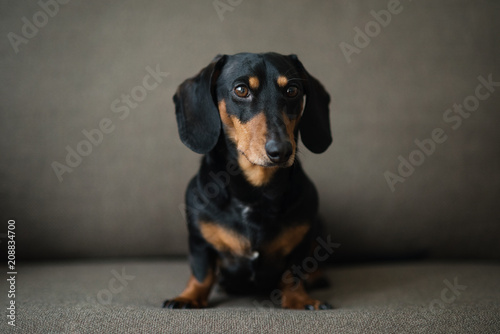 Fototapeta Naklejka Na Ścianę i Meble -  Dachshund, pure bred miniature dog siting on a sofa, black and tan, selective focus