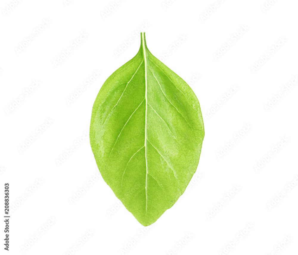 Obraz premium Fresh green basil leaf on white background