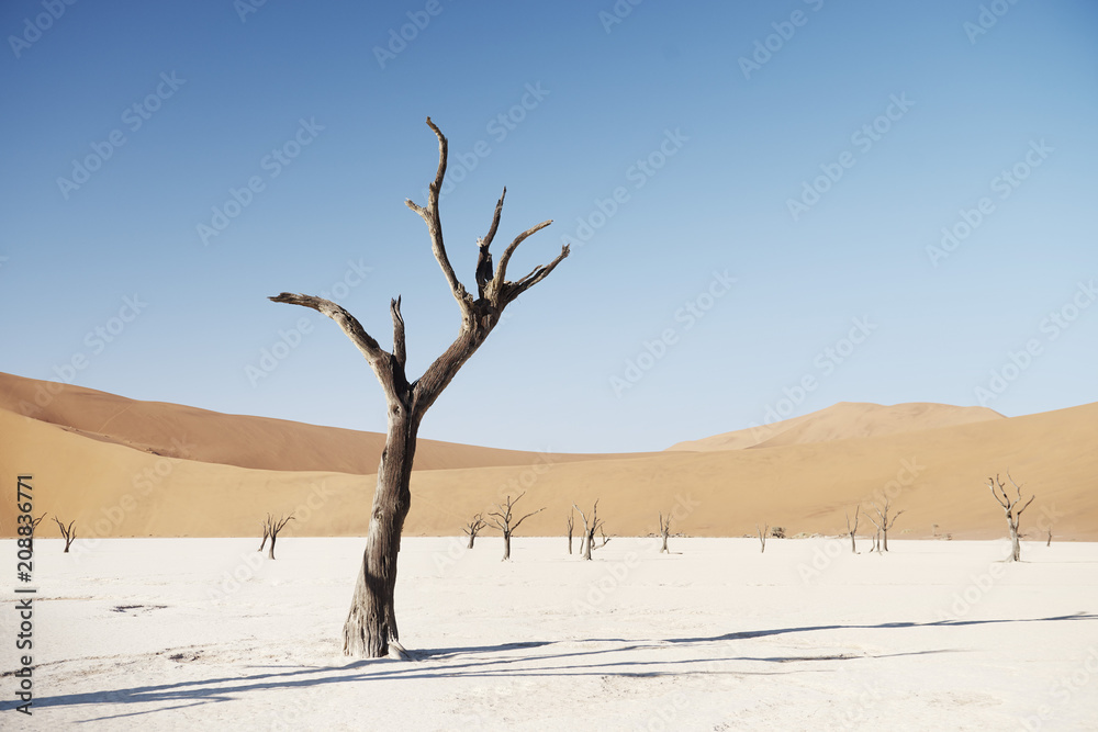 Scenic view of Deadvlei, a famous clay pan in Namibia Scenic view of Deadvlei, a famous clay pan in Namibia