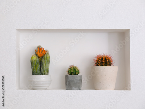 Beautiful different cacti as decoration in niche photo