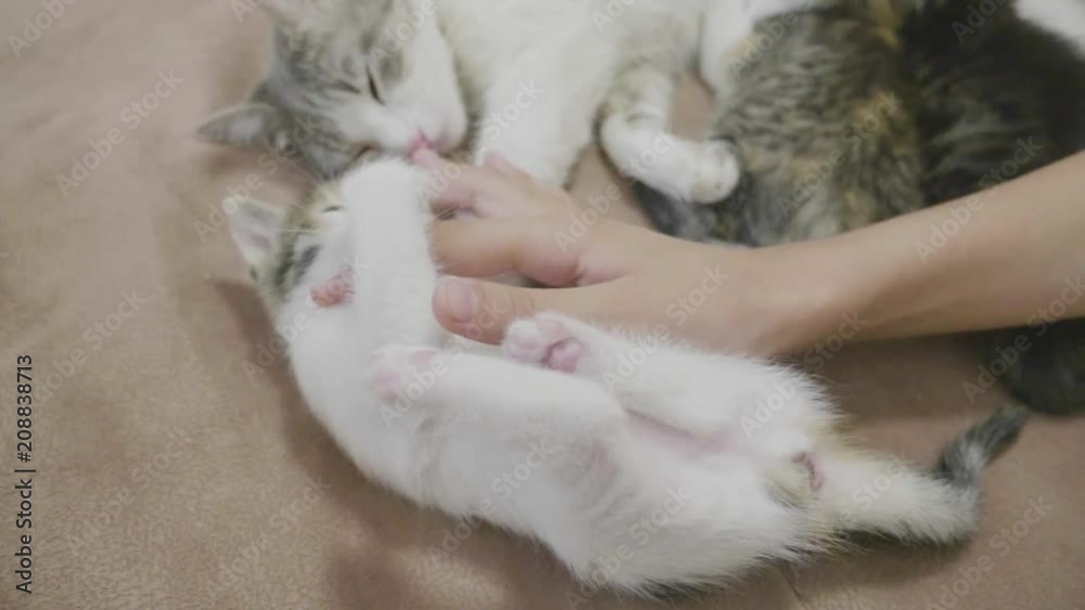 kitten is played with a person's hand. small kitten three-color slow motion video. kitten playing lifestyle concept kitten is played with a person's hand. small kitten three-color slow motion video. kitten playing lifestyle concept
