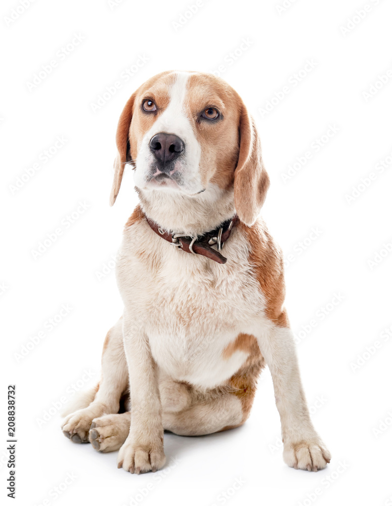 Cute Beagle dog on white background