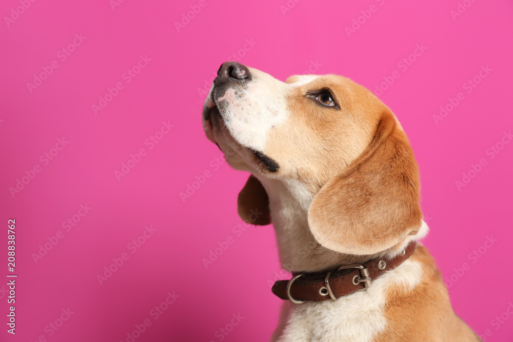 Cute Beagle dog on color background