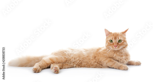 Cute red cat on white background