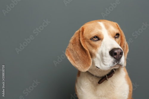 Fototapeta Naklejka Na Ścianę i Meble -  Cute Beagle dog on gray background