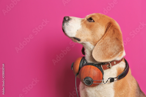 Fototapeta Naklejka Na Ścianę i Meble -  Cute Beagle dog with headphones on color background