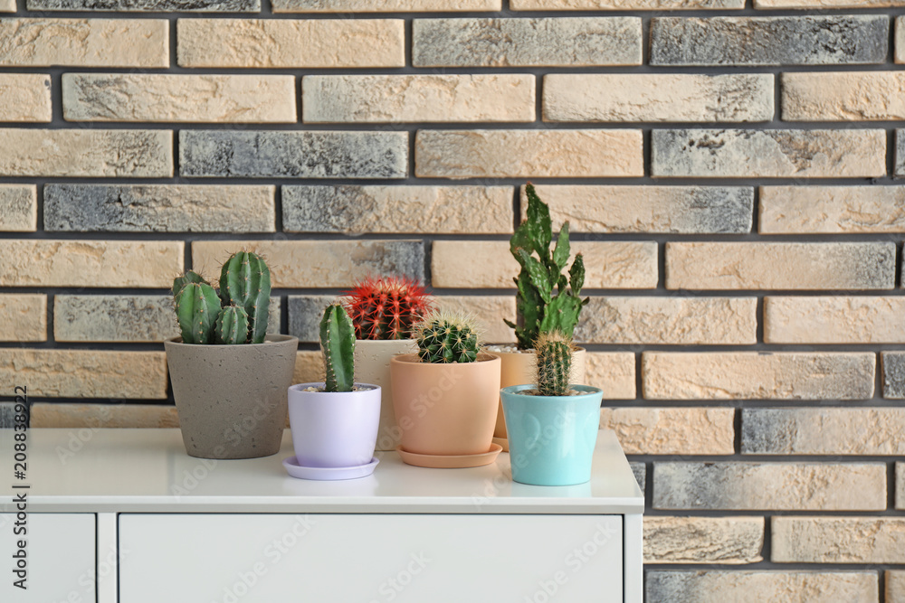 Beautiful cacti in flowerpots on table near brick wall Beautiful cacti in flowerpots on table near brick wall
