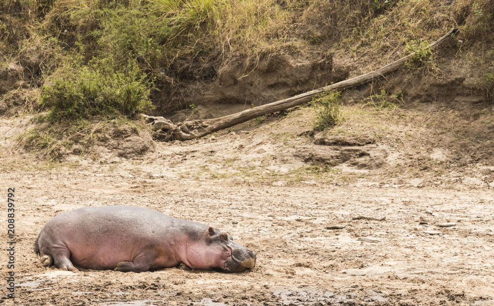 Little hippo rosy resting on the bank of a river