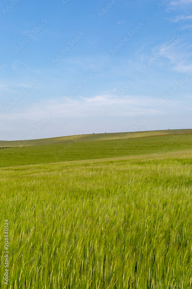 A green wheat field in the South Downs in Sussex, with a blue sky overhead