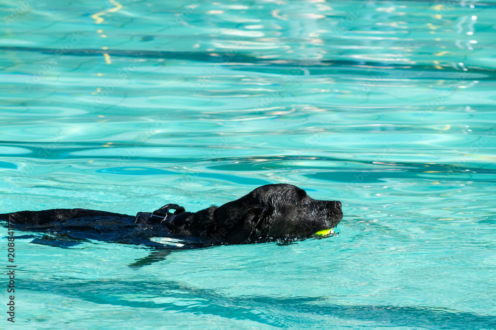 Fototapeta premium Black Labrador swimming