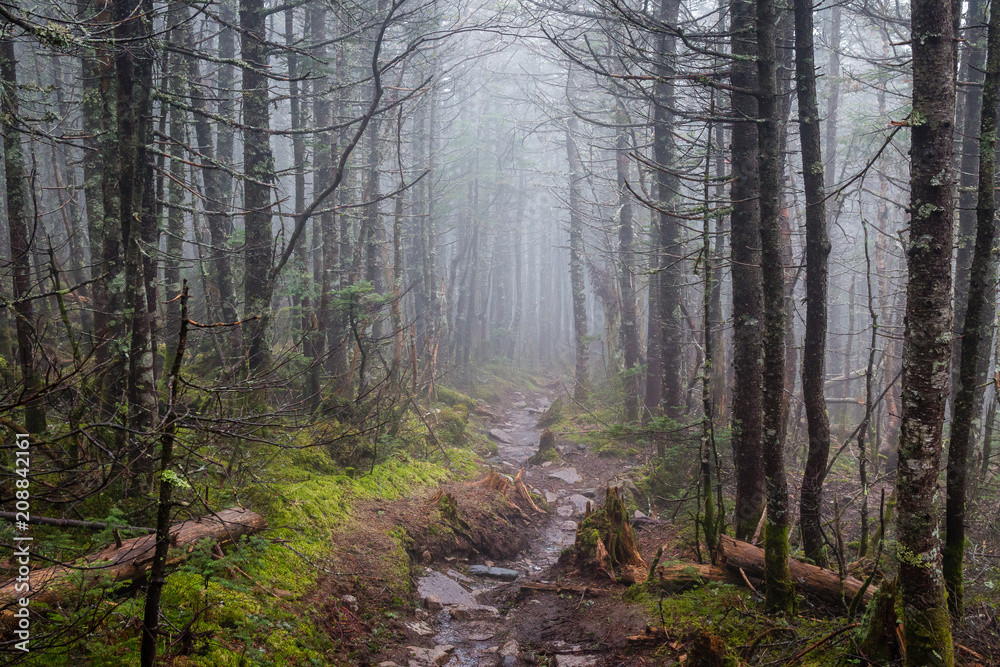 Fototapeta premium Hiking through foggy woods in New Hampshire.