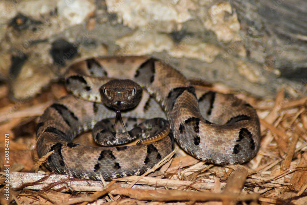 Fototapeta premium Coiled Cantil ready to strike