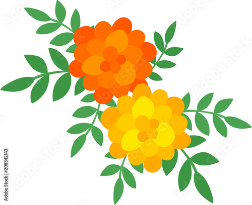 The illustration of marigold photo