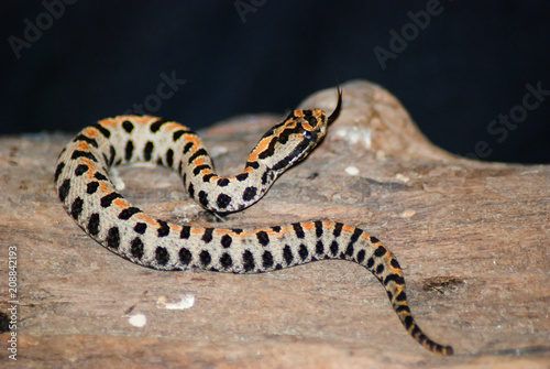 Pigmy rattlesnake laying on a log