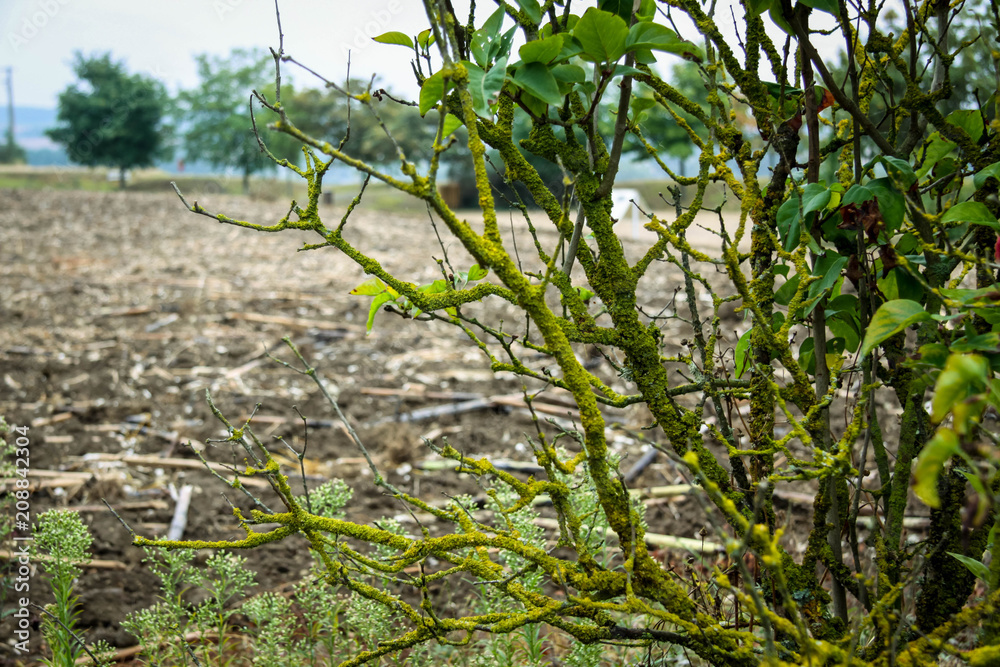 the branches of the Bush overgrown with green lichen the branches of the Bush overgrown with green lichen