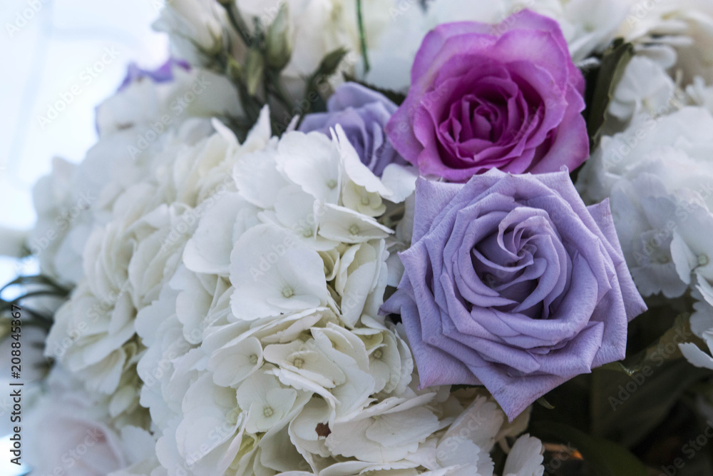 Obraz premium Gorgeous Flowers