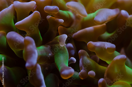 Close up of purple tip green LPS Hammer Coral (Euphyllia ancora)