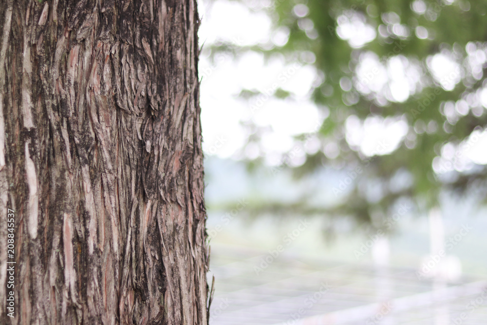 Fototapeta premium Wood and shining sunlight.