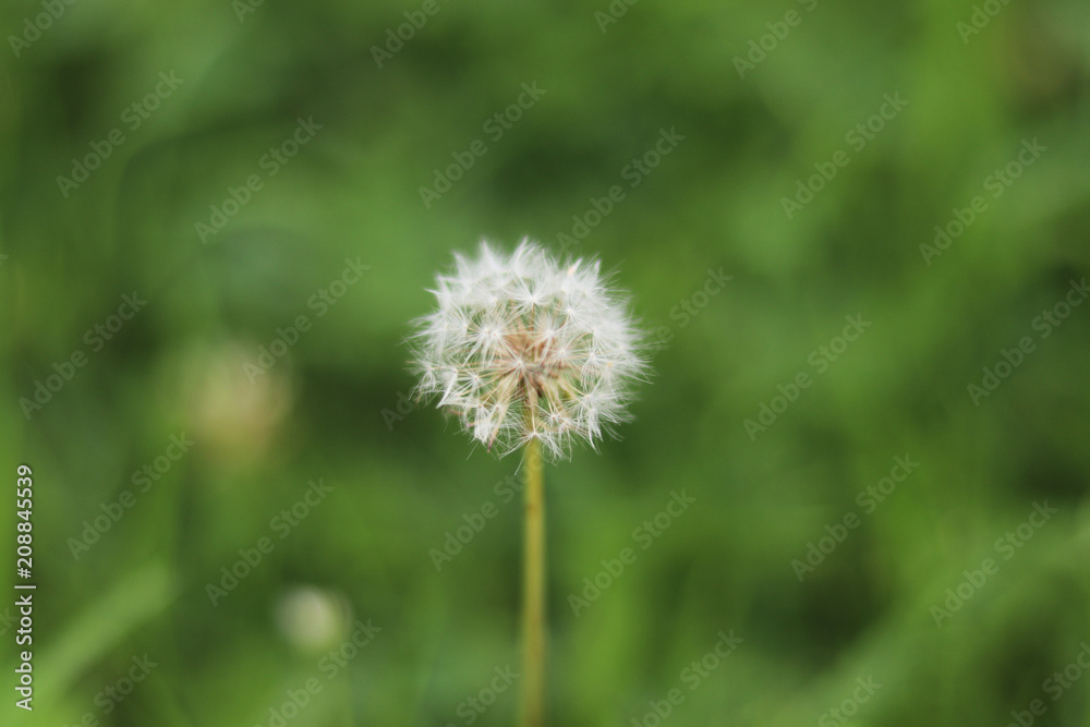 The dandelions are swaying in the soft breeze. The dandelions are swaying in the soft breeze.