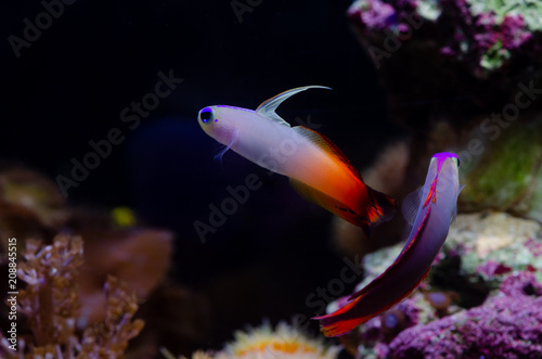 Firefish goby (Nemateleotris magnifica) or fire dartfish. photo