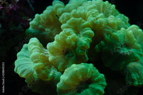 Close up photo of green metallic Trumpet coral (candy or Caulastrea Curvata LPS coral)