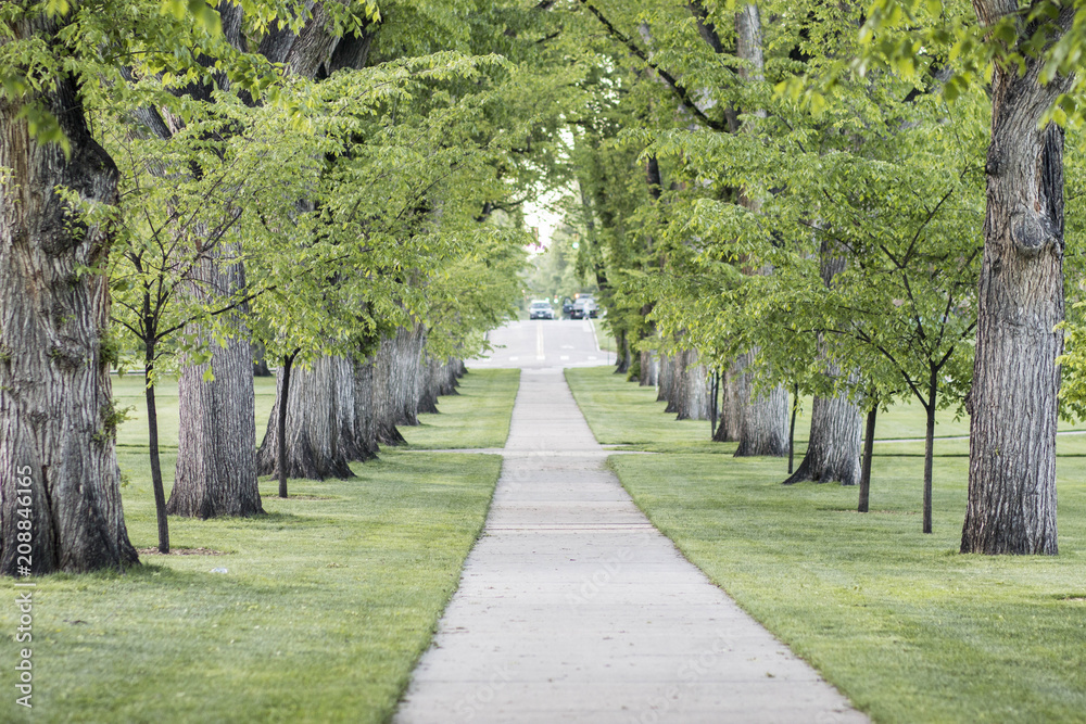 Path of trees