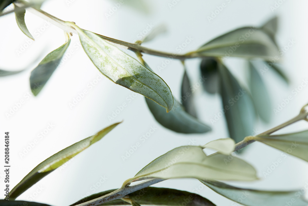 close up view of leaves of olive branch on blurred background - obrazy, fototapety, plakaty 