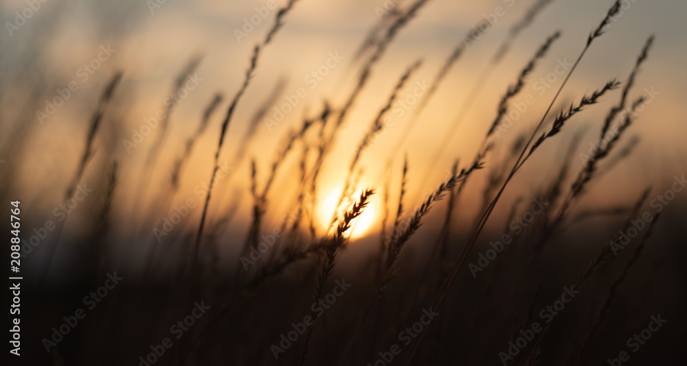 Obraz premium defocus, field grass on evening sky background, sunset
