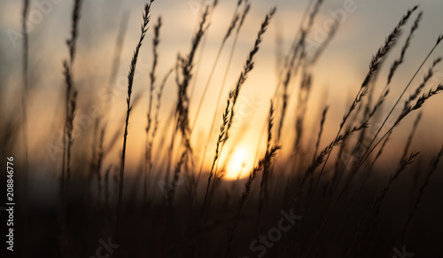 defocus, field grass on evening sky background, sunset